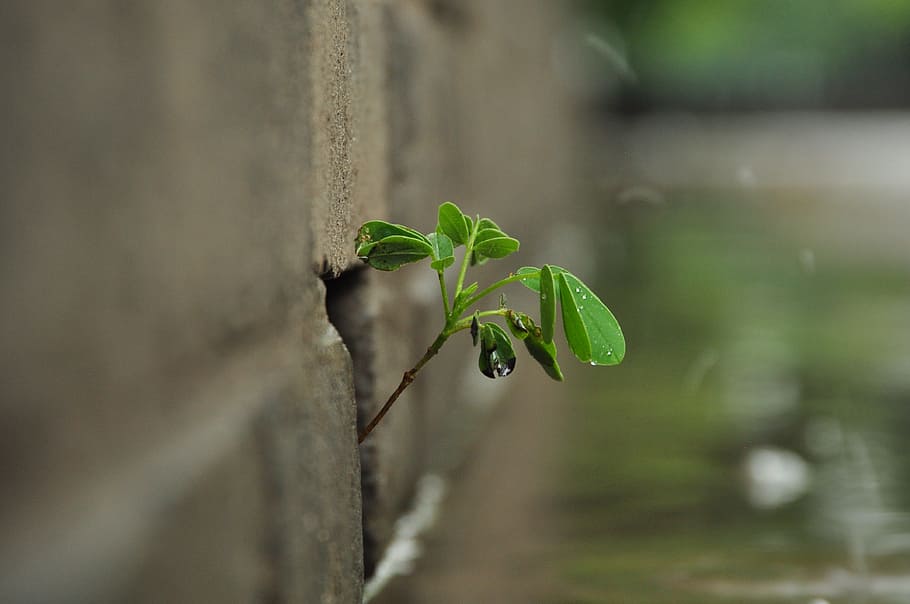 las paredes de la raíz, día lluvioso, vitalidad, parte de la planta, hoja, planta, color verde, crecimiento, naturaleza, primer plano
