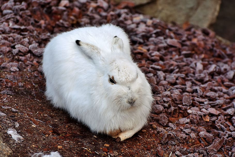white rabbit, schneehase, hare, doe, winter, cold, wintry, white, fur, ears