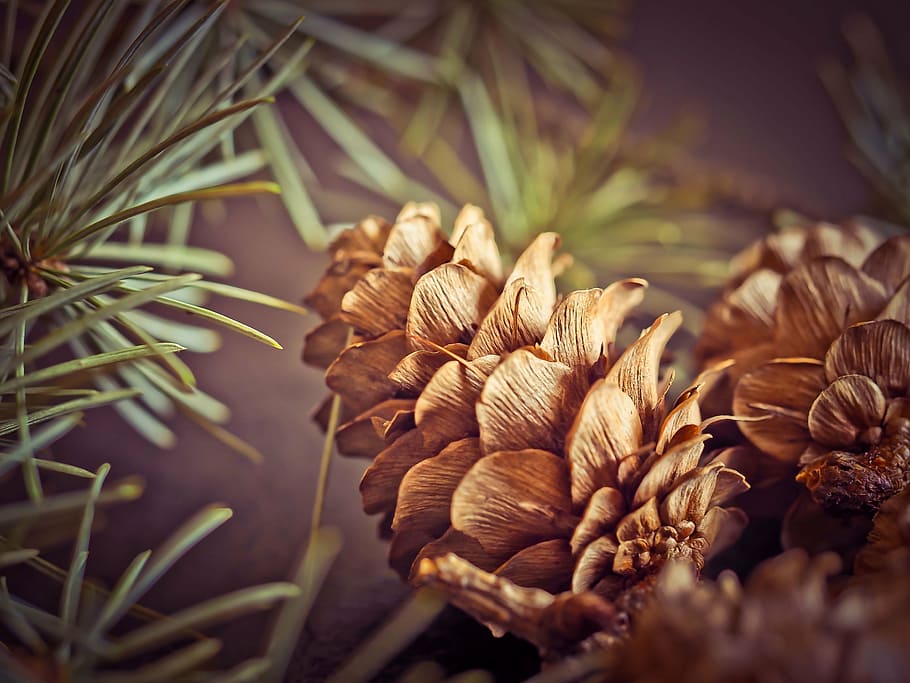 shallow, focus photography, brown, conifer, pine cones, fir, tap, tree, forest, nature