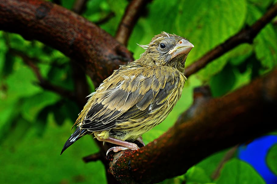 pájaro, pájaro-pollito, pollito, lanzador, emplumado, pájaros, plumas, mojado, animal, temas de animales
