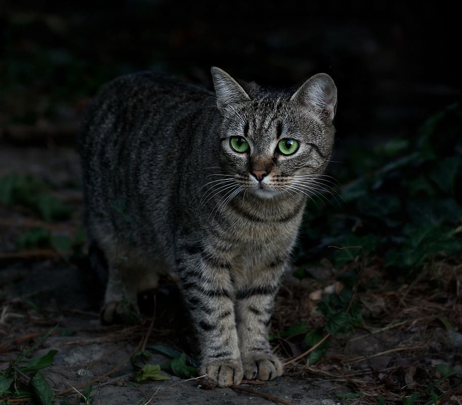 gray, black, tabby, cat, green eyes, leaves, camouflage, pets, domestic, mammal