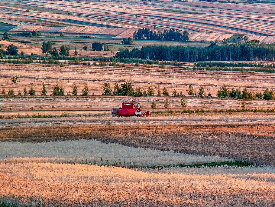 village, harvest, corn, straw, field, poland village, agriculture, the cultivation of, summer, kłos