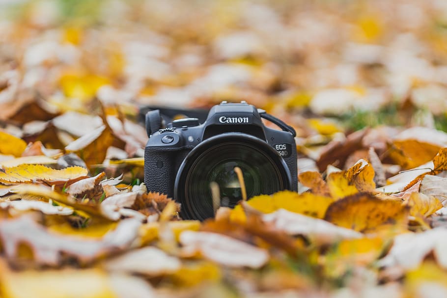 leaves, Camera, Autumn/Fall, technology, autumn, fall, camera - Photographic Equipment, leaf, nature, yellow
