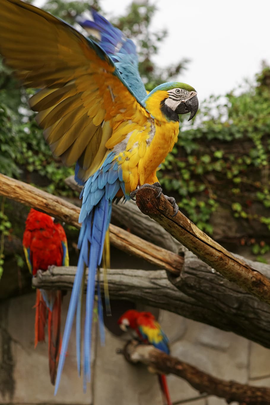 Guacamayo, loro, animal, ararauna, volátil, pájaro, mundo animal, fauna, ali, guacamayo azul y dorado