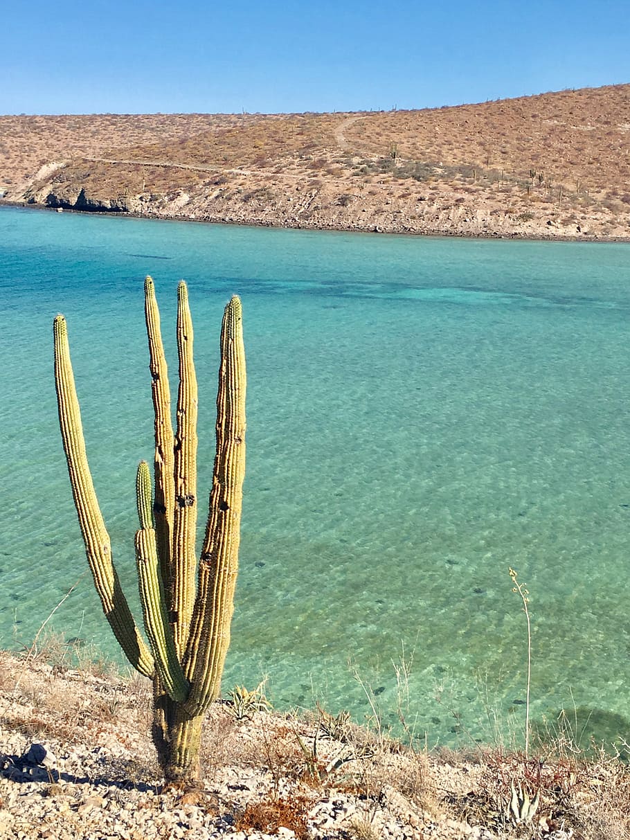 Océano, Cactus, Playa, Mar, Naturaleza, costa, paisaje costero, desierto, azul, agua