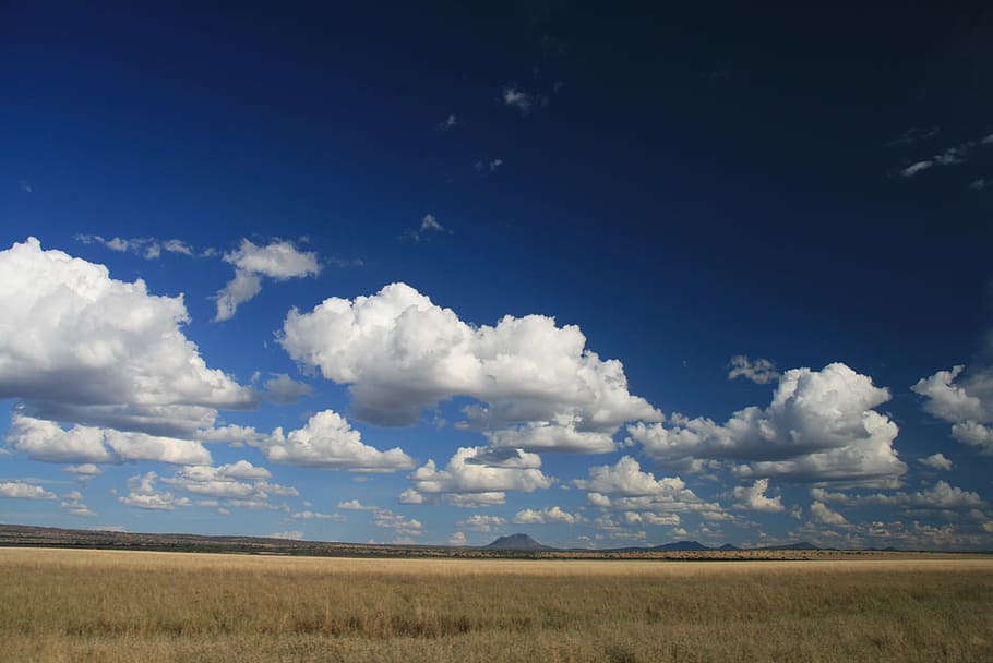 brown, grass field, white, blue, cloudy, sky, grass, field, savannah, africa