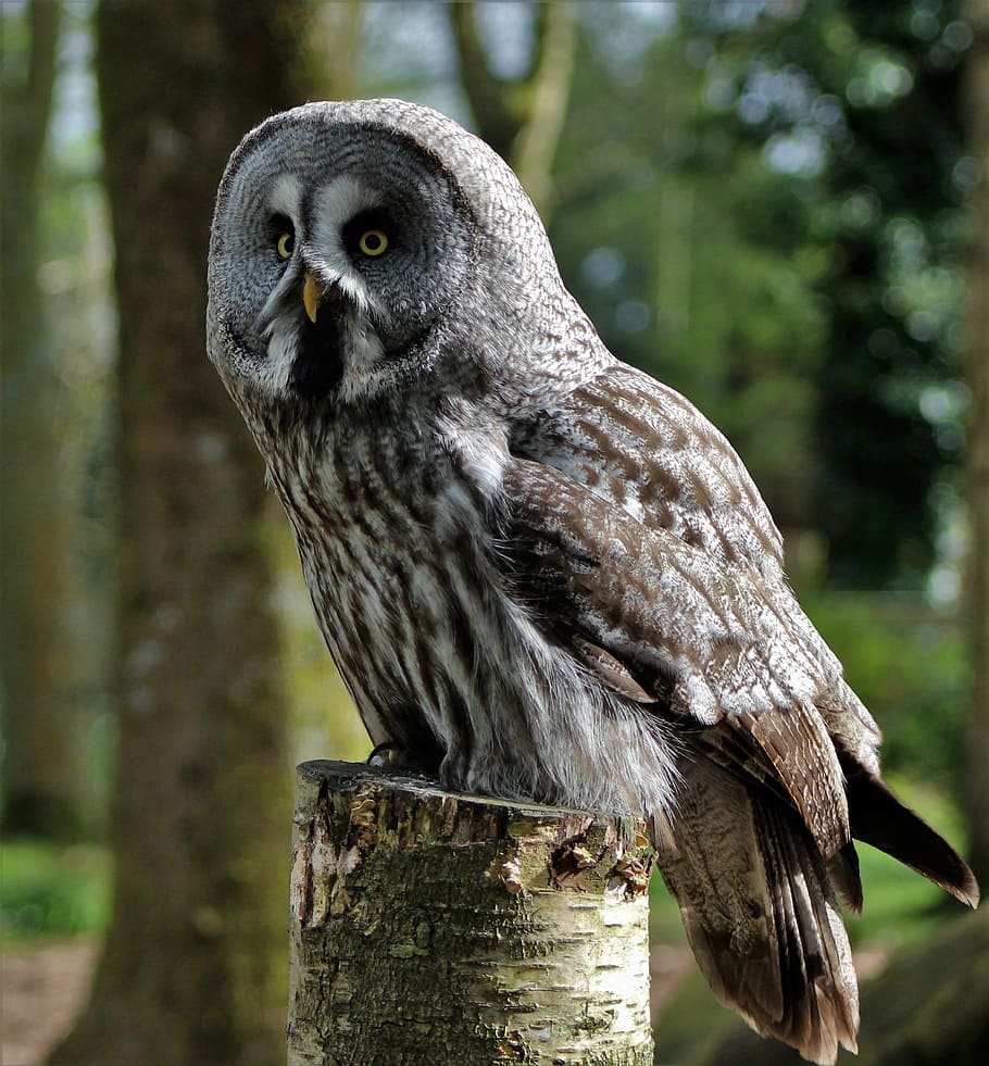 gray, brown, owl, top, wood trunk, grey owl, large owl, bird, animal, nature