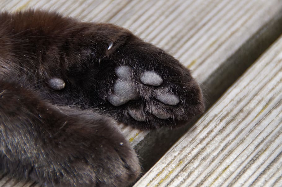 Paw, Foot, Cat'S Paw, Ten, paw, cat paw, foot, animal, animal paws, ball of foot, one animal