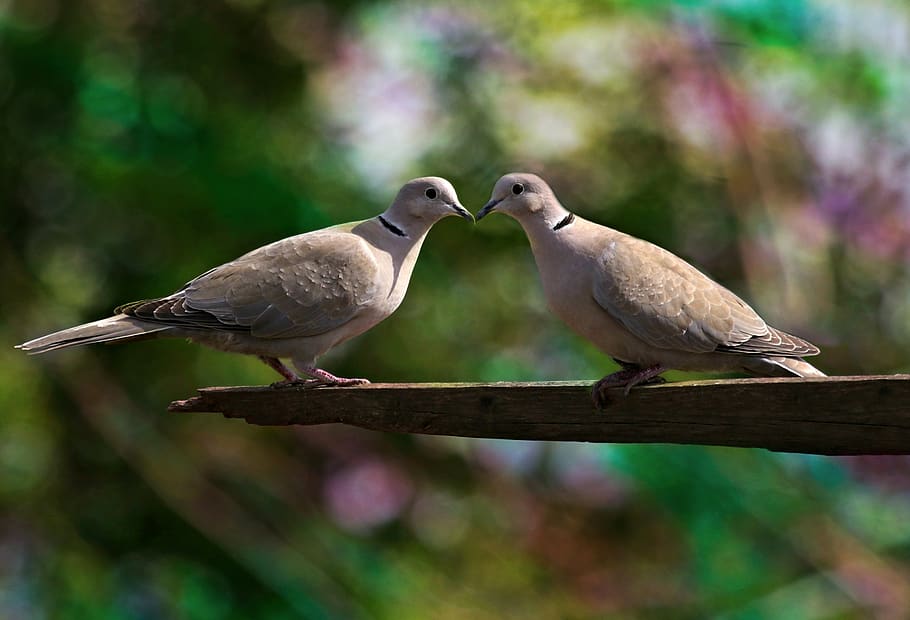 pigeons, love, kiss, pair, birds, together, romantic, bird, animal themes, animal