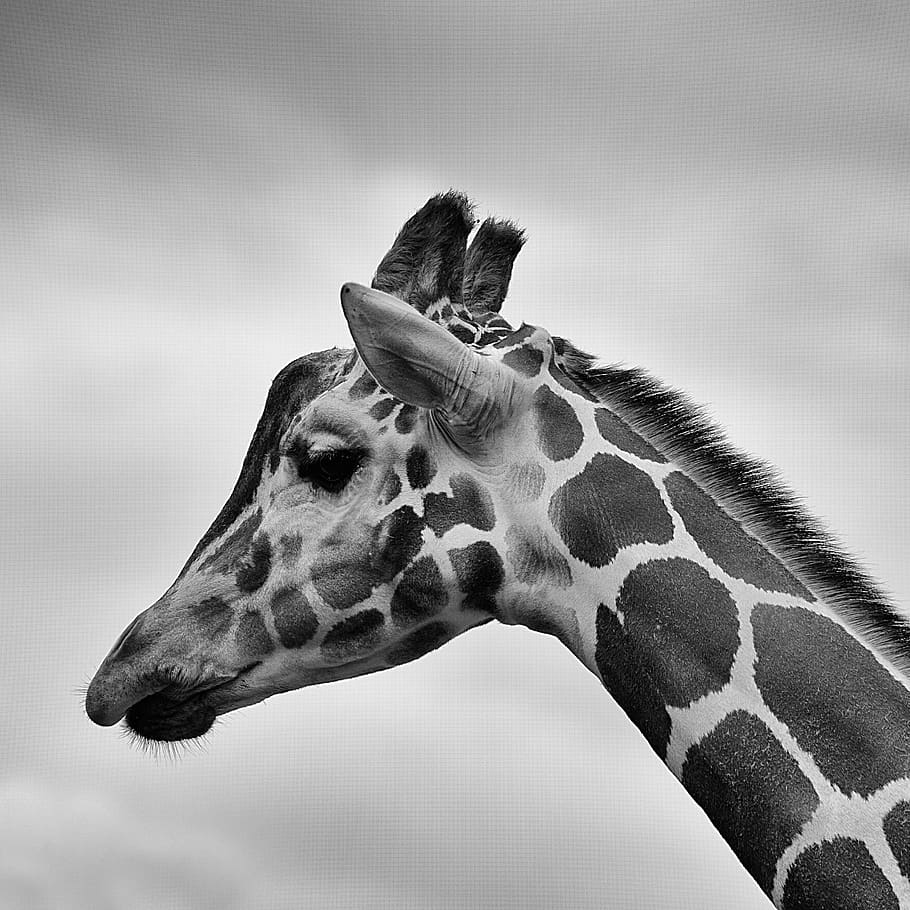 girafa, animais, manchas, preto e branco, um animal, animal, mamífero, temas de animais, parte do corpo animal, cabeça de animal