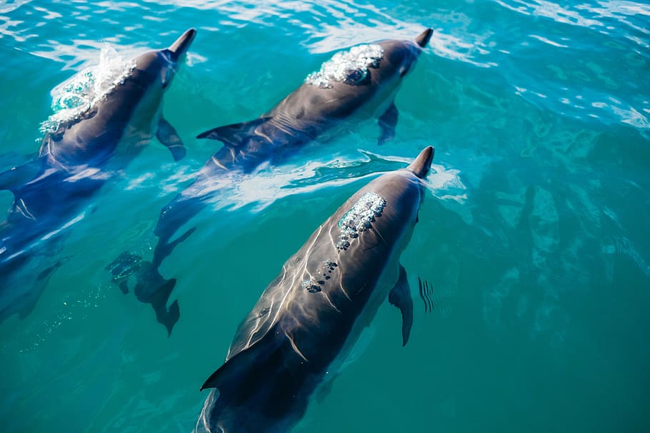 tres, gris, delfines, cuerpo, agua, azul, submarino, delfín, animal, pez