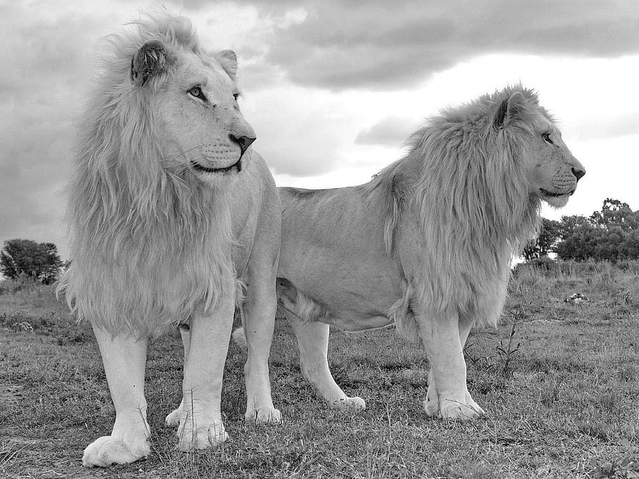 white lion, lion, lion brothers, animal, predator, white, animal world, big cat, africa, mane