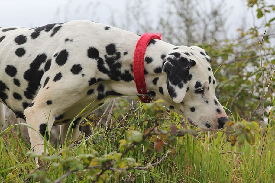 adult dalmatian, grass field, Dalmatian, Dog, Canine, Beautiful, dalmatian, dog, nature, outside, grass