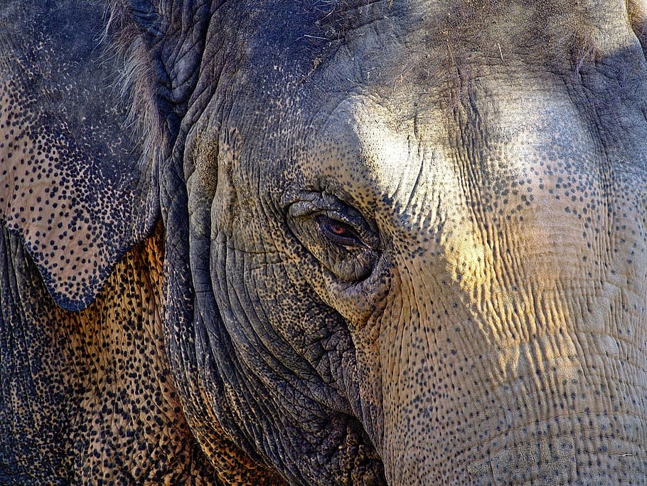 foto close-up, abu-abu, gajah, kepala, potret, kerutan, telinga, mata, profil, merapatkan