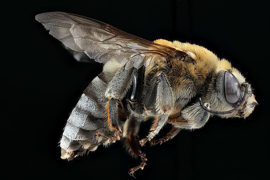 closeup, brown, black, wasp, bee, pollen, macro, insect, wildlife, nature