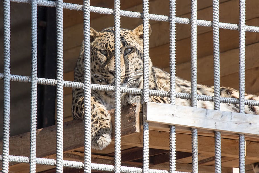 cage, tiger, animal, animal themes, animals in captivity, rope, one animal, mammal, feline, metal