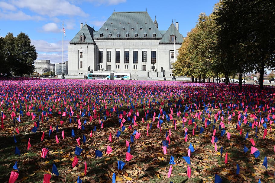 pro-life flags, ottawa ontario, supreme court, anti-abortion, advocating against abortion, pro-choice, plant, flower, flowering plant, nature