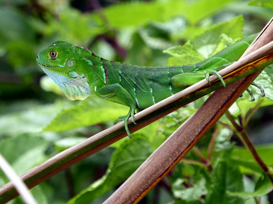 iguana, young, green, costa rica, cahuita, reptile, animal, nature, wildlife, lizard