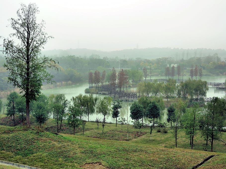 Nanjing, Lavender, Manor, IMG, body of water, leaf, trees, tree, plant, fog