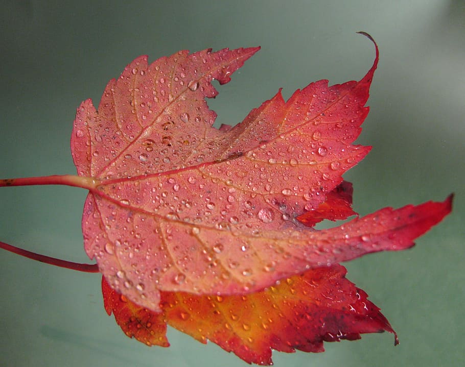 Maple Leaf, Leaves, Maple, Leaf, Leaf, Fall, maple, leaf, fall, red, autumn, canada