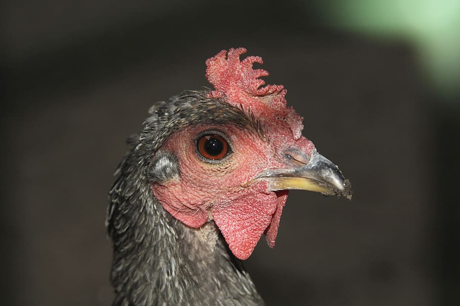 chicken, hahn, portrait, eye, red, cockscomb, livestock, bill, poultry, feather