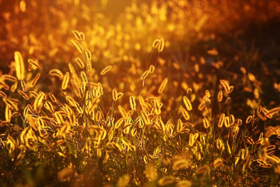 hierba marrón, cola de zorra, resplandor, dadaepo, busan, república de corea, en la noche, planta, naturaleza, luz solar