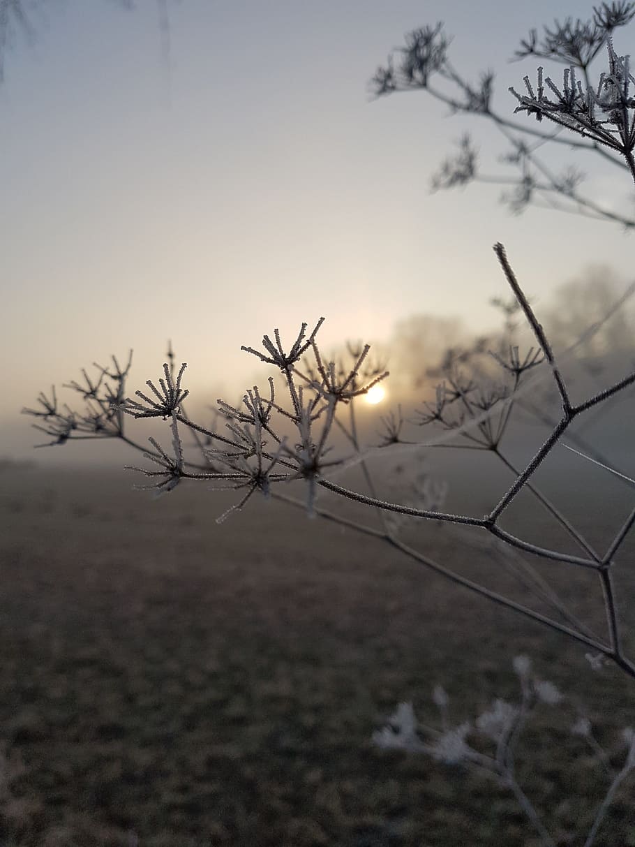 depressed, winter, frost, wintry, cold, hoarfrost, branch, plant, morning, ice