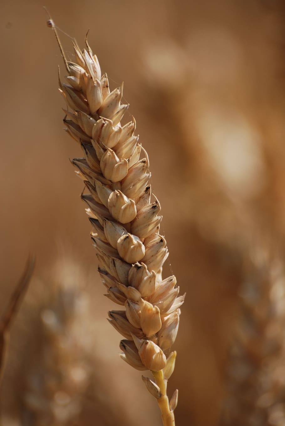 wheat, cereals, agriculture, grain, seed, cereal Plant, crop, nature, farm, rural Scene