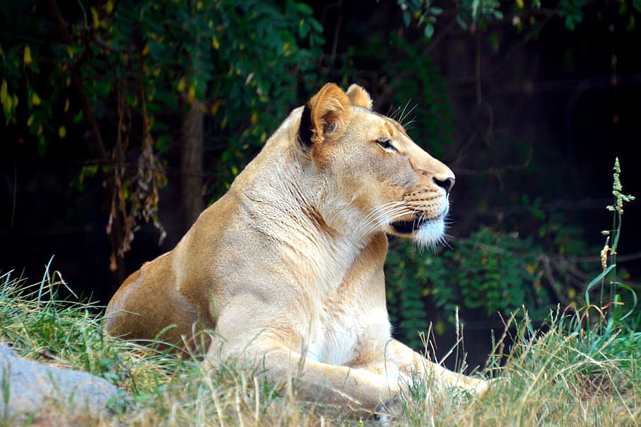 lioness, lion, tiger, wild, zoo, cat, big, feline, predator, leo
