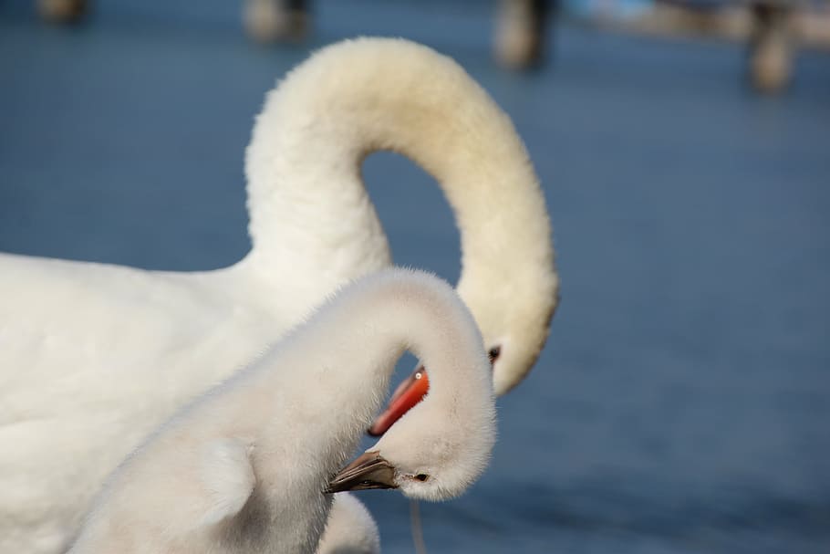 swan, neck, young swan, swans, long jibe, water bird, white, bird, animal, nature