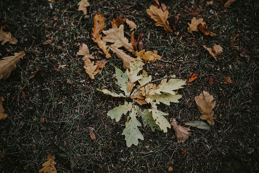 yellow, mobile, leaves, smartphone, fall, brown, Autumn, ground, leaf, plant part