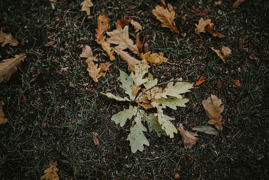 осень, листья, земля, Осенние листья, Рыжих, мобильный, Смартфон, падать, Коричневый, лист