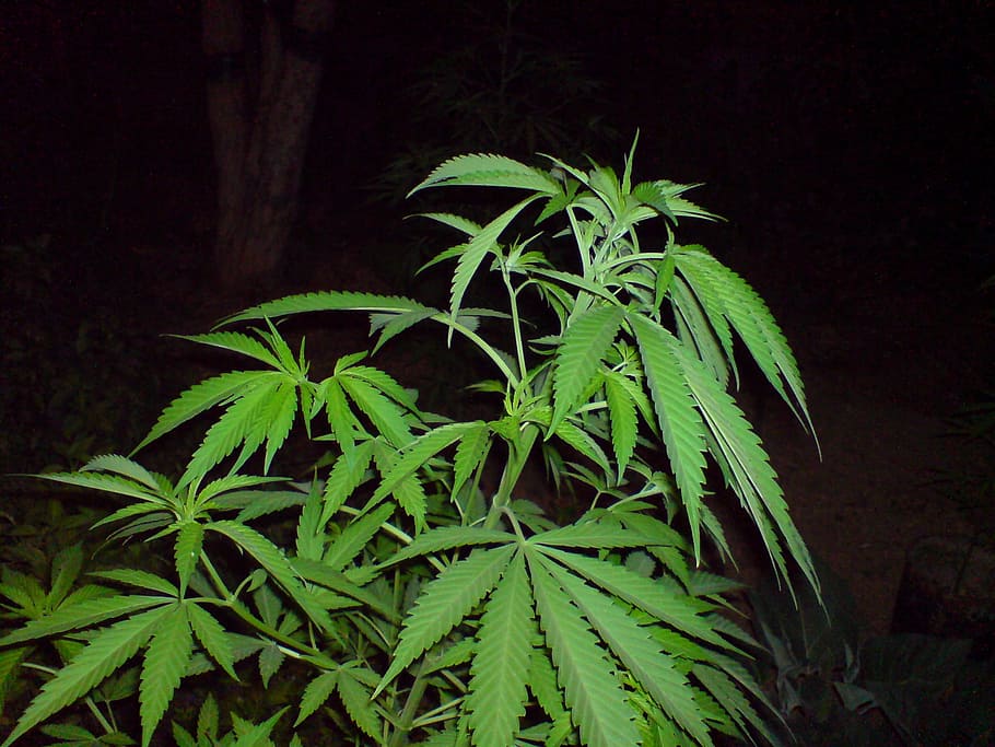 marihuana, cannabise, verde, hoja, parte de la planta, marihuana - cannabis herbario, planta de cannabis, alimentos y bebidas, medicina, planta