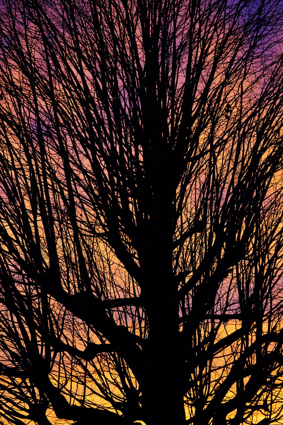 aesthetic, branches, tribe, solitary tree, sunset, sky, abendstimmung, evening sky, fiery, red