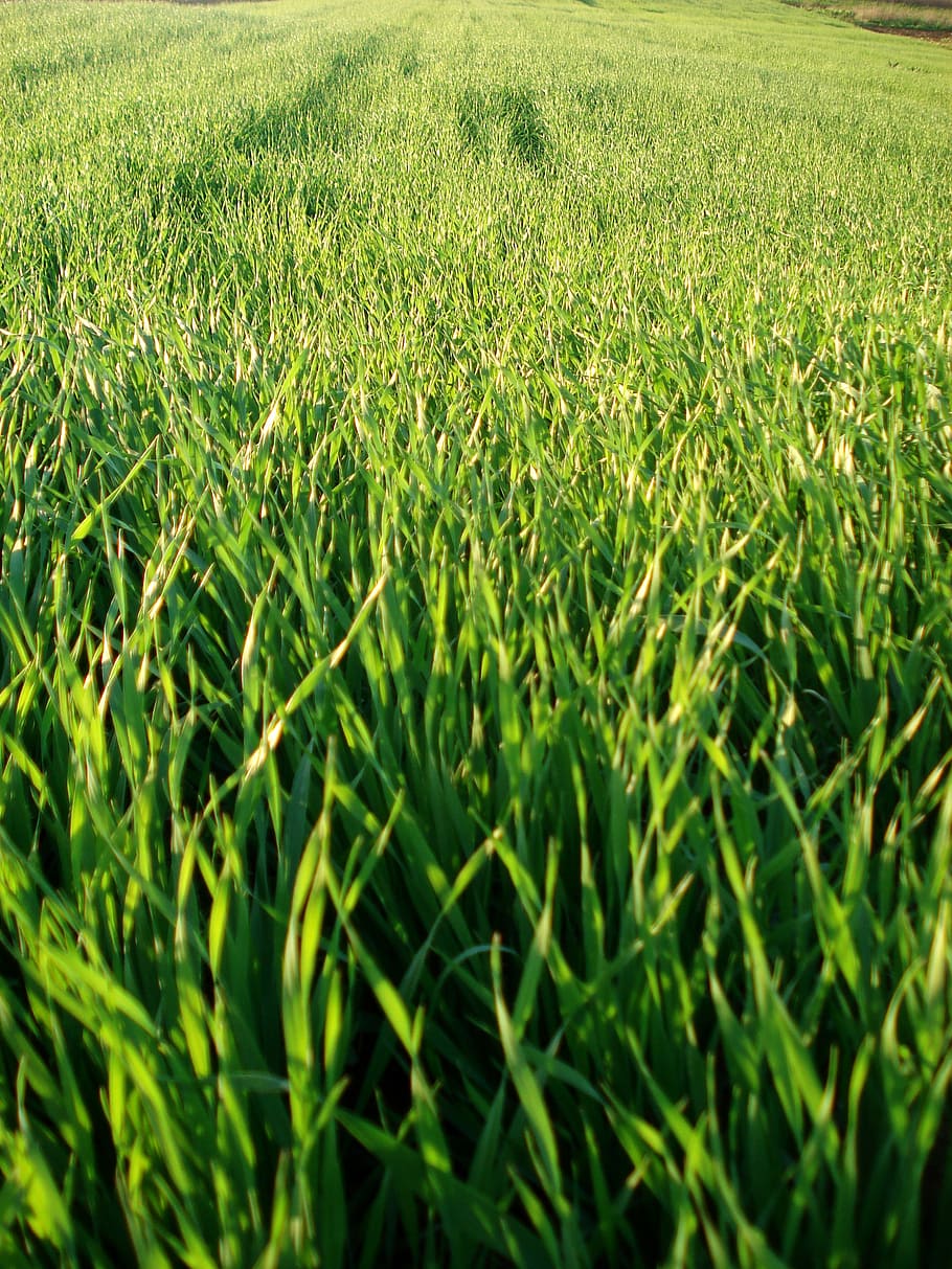 bidang, rumput, gandum, hijau, tanaman, alam, bunga, latar belakang, warna hijau, pertumbuhan