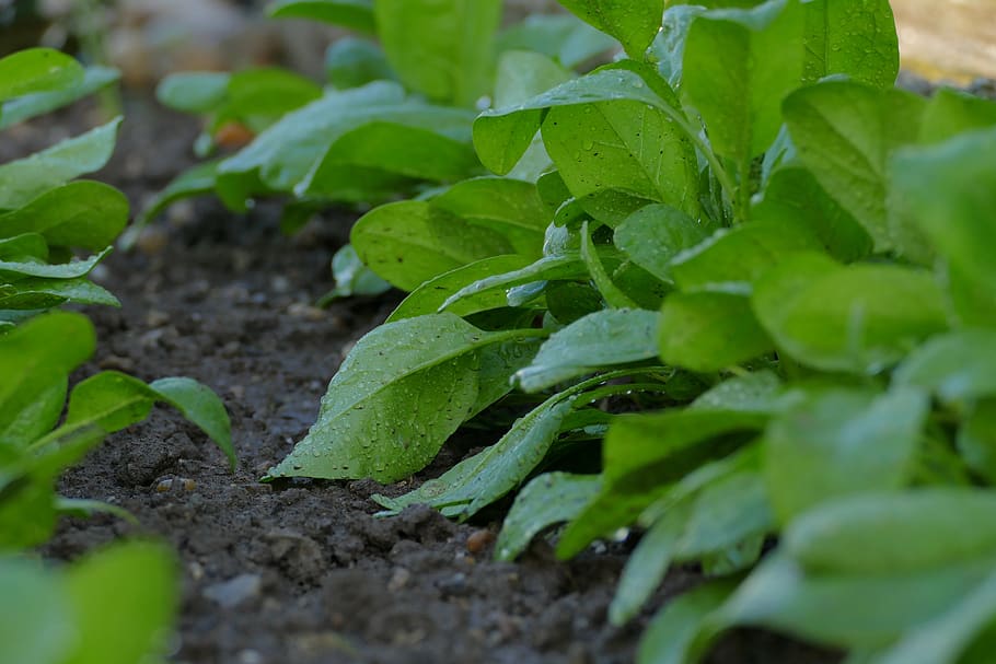 espinacas, tierra, la preparación del suelo, riego, cultivo, hoja, parte de la planta, crecimiento, planta, color verde