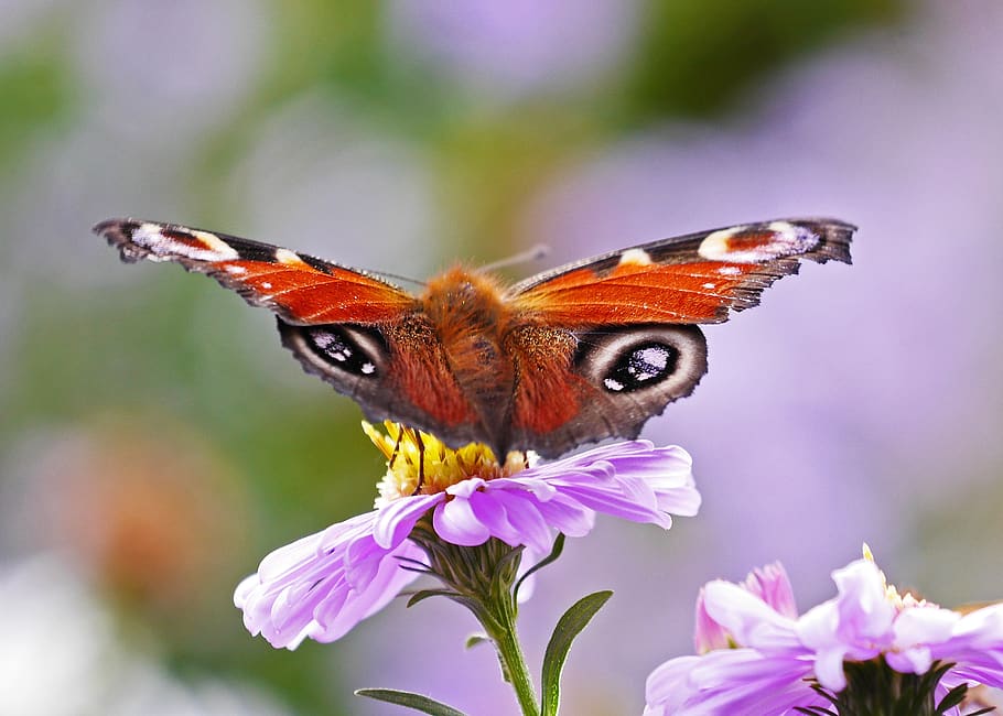borboleta, borboleta de pavão, áster, flor de outono, flores de outono, néctar, partida, pronto para começar, inseto, close-up