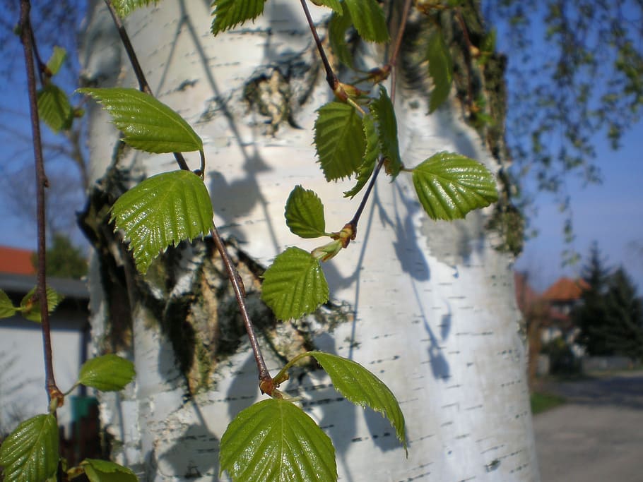 Birch, Tree, Tribe, Leaves, Green, birch, tree, leaves, green, nature, spring, leaf