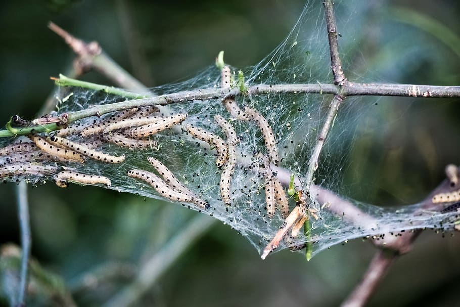 yponomeutidae, pupate, motte, nature, tree, white, animal, web, track, butterfly