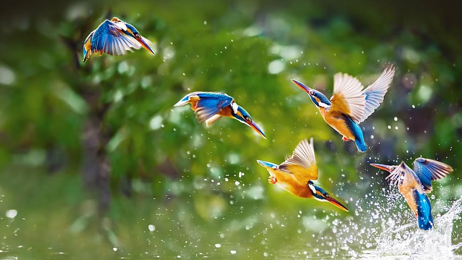 flock, blue-eared kingfishers, birds, nature, water, natural, white, fly, colorful, animal themes