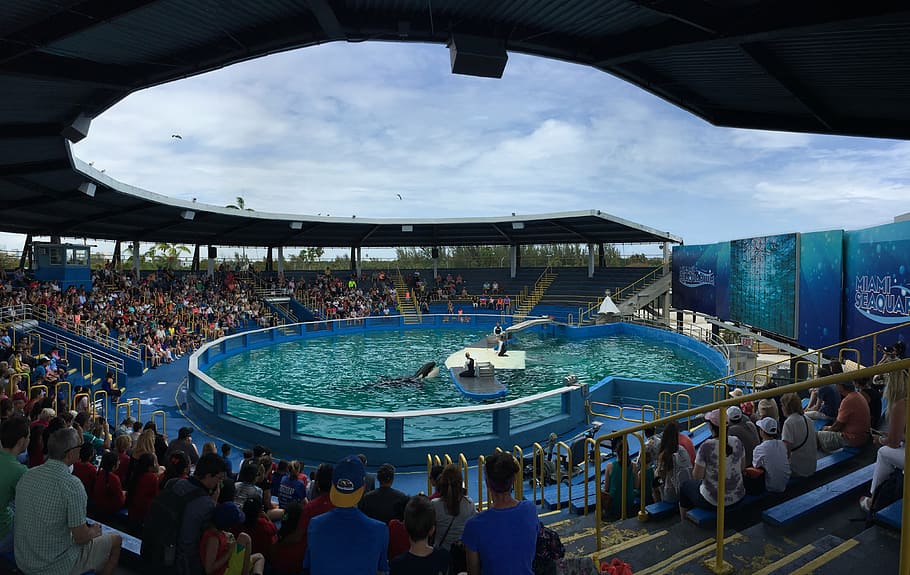 miami seaquarium, dolphins, killer wales, show, animal, swimming, pool ...
