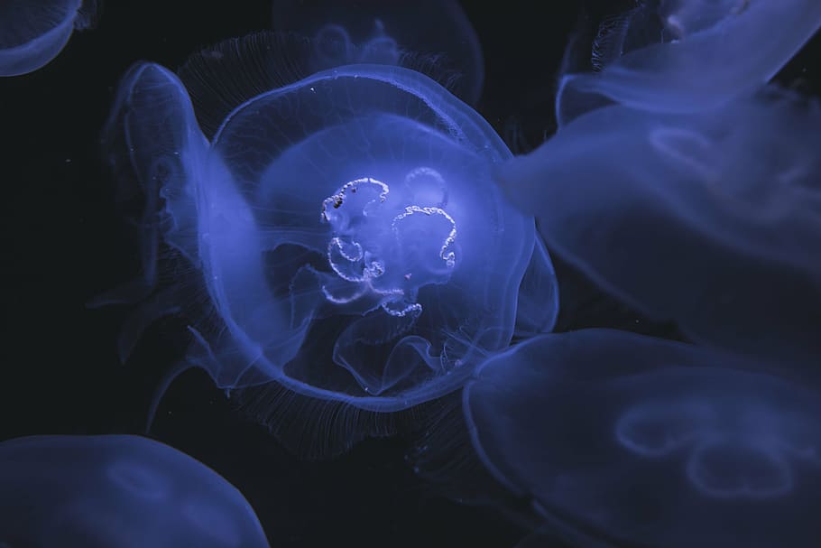 medusa, cuerpo, agua, submarino, profundo, mar, océano, picadura, azul, animal