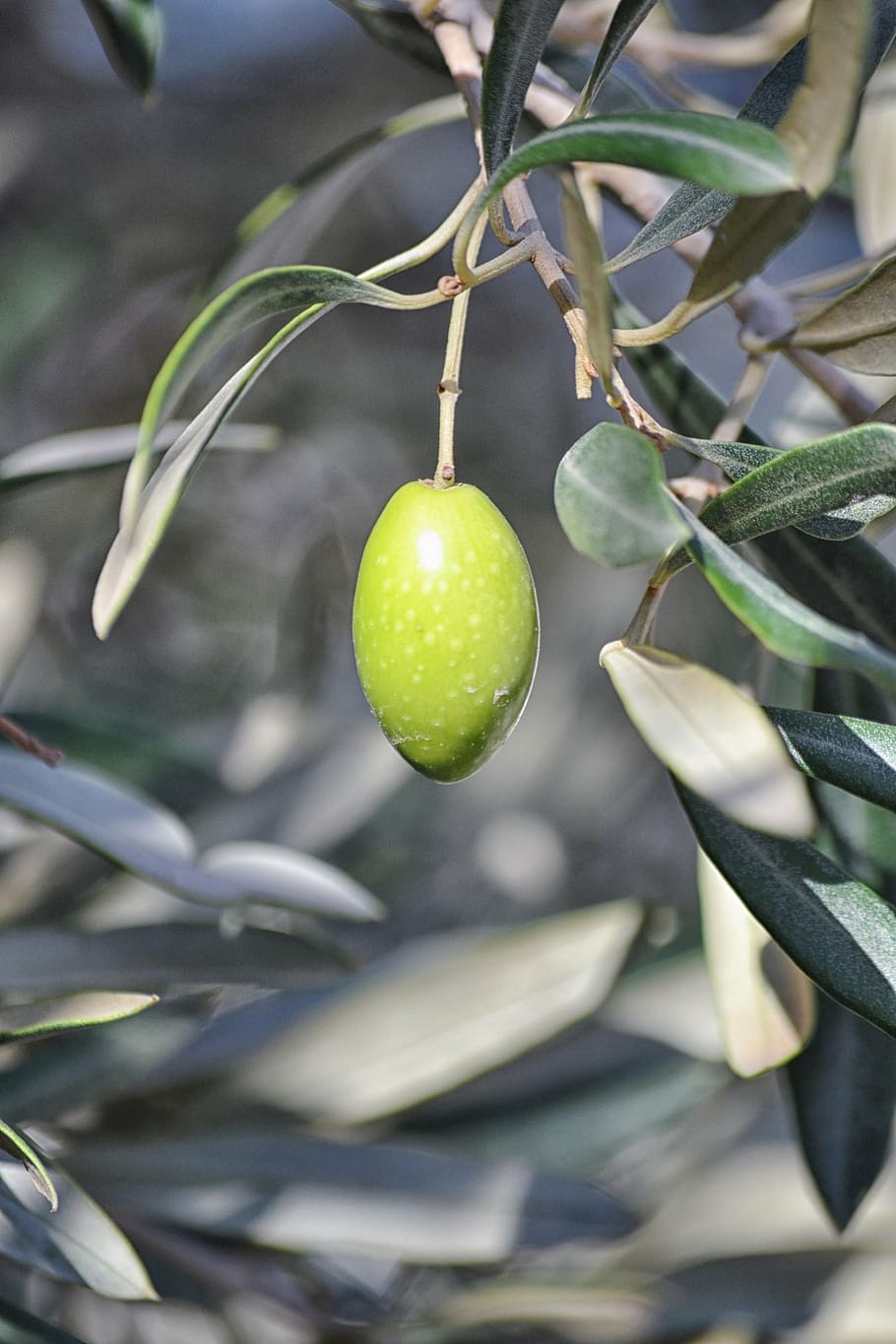 closeup, plum fruit, olive, agriculture, oil, tree, growing plant, green, olive tree, branch