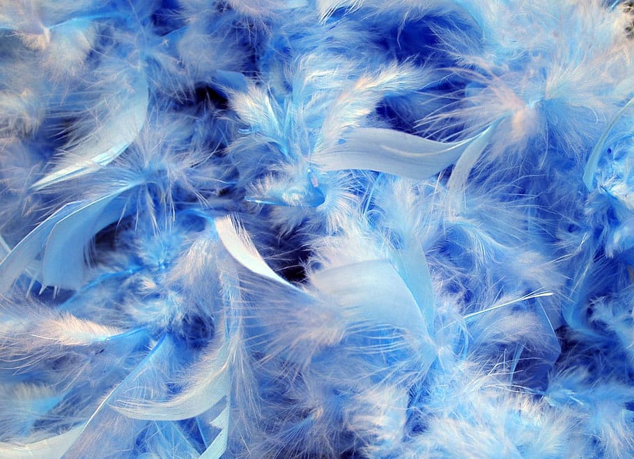 blue, white, feathers, blue and white, white feathers, background, fluffy, soft, feather, backgrounds