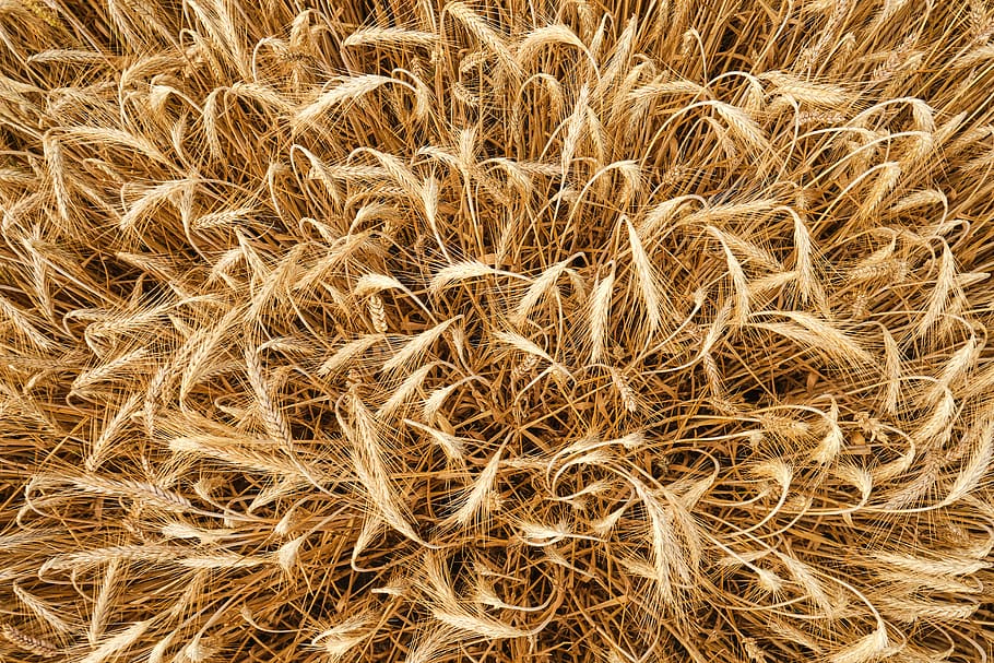barley, from above, cereals, summer, field, rural, arable, harvest, grain, mess