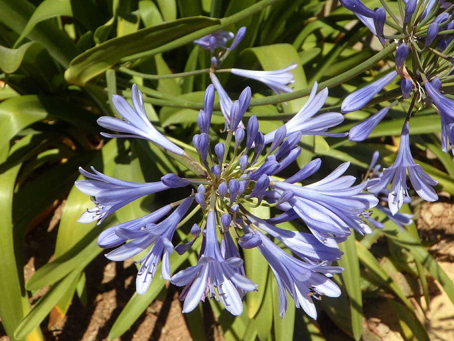 blue, blue lily, lily, agapanthus, blossom, bloom, flower, summer, violet, lilies