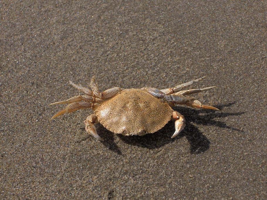 Crab, Crustacean, Sand, Aquatic, wildlife, nature, claw, wild, pincers, sea
