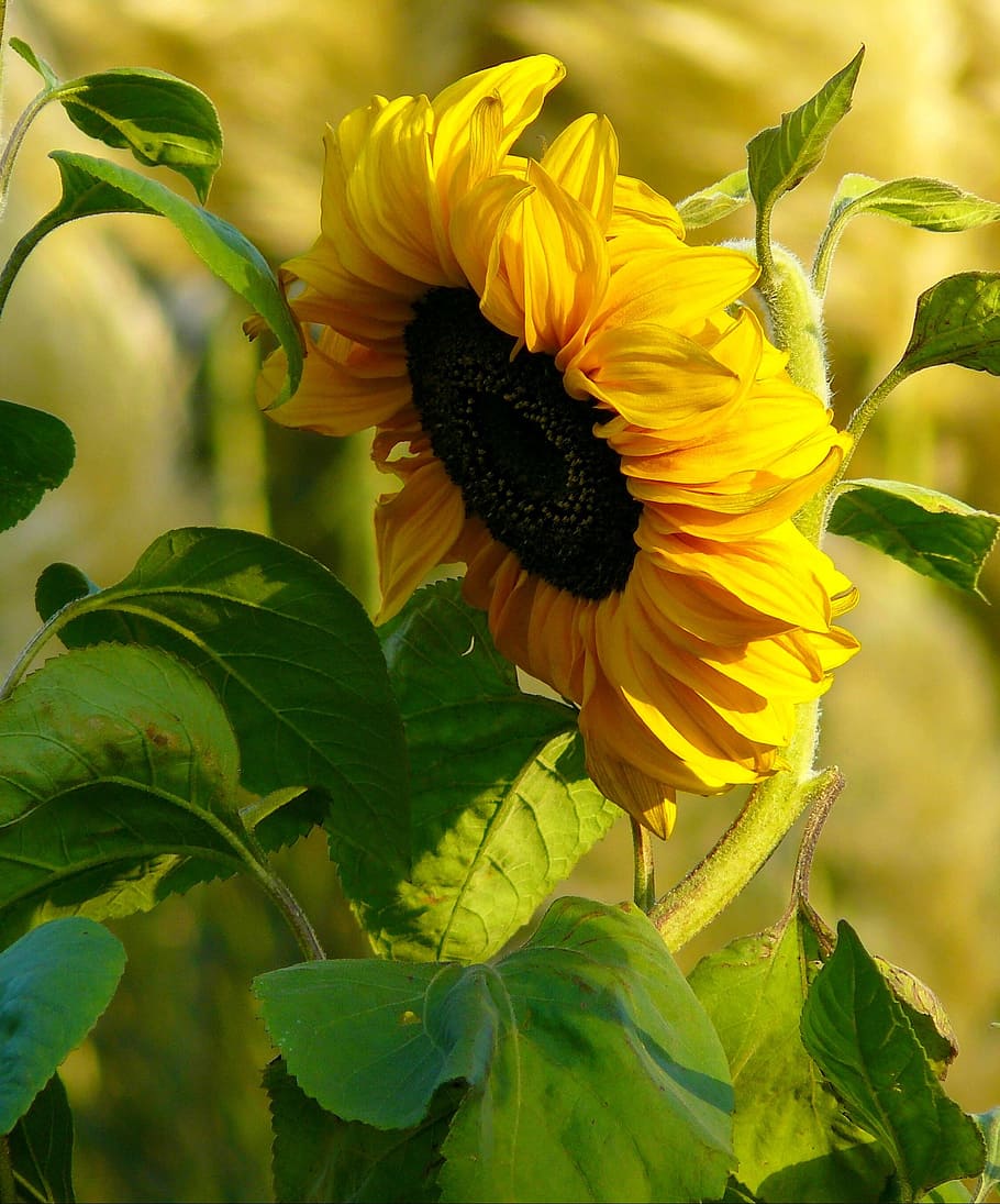 yellow, sunflower, selective, focus photography, selective focus, photography, sun flower, blossom, bloom, plant