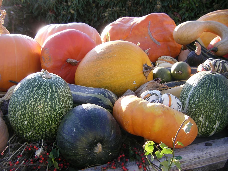 thanksgiving, autumn, pumpkin, vegetables, colorful, pumpkins, food, green, yellow, red