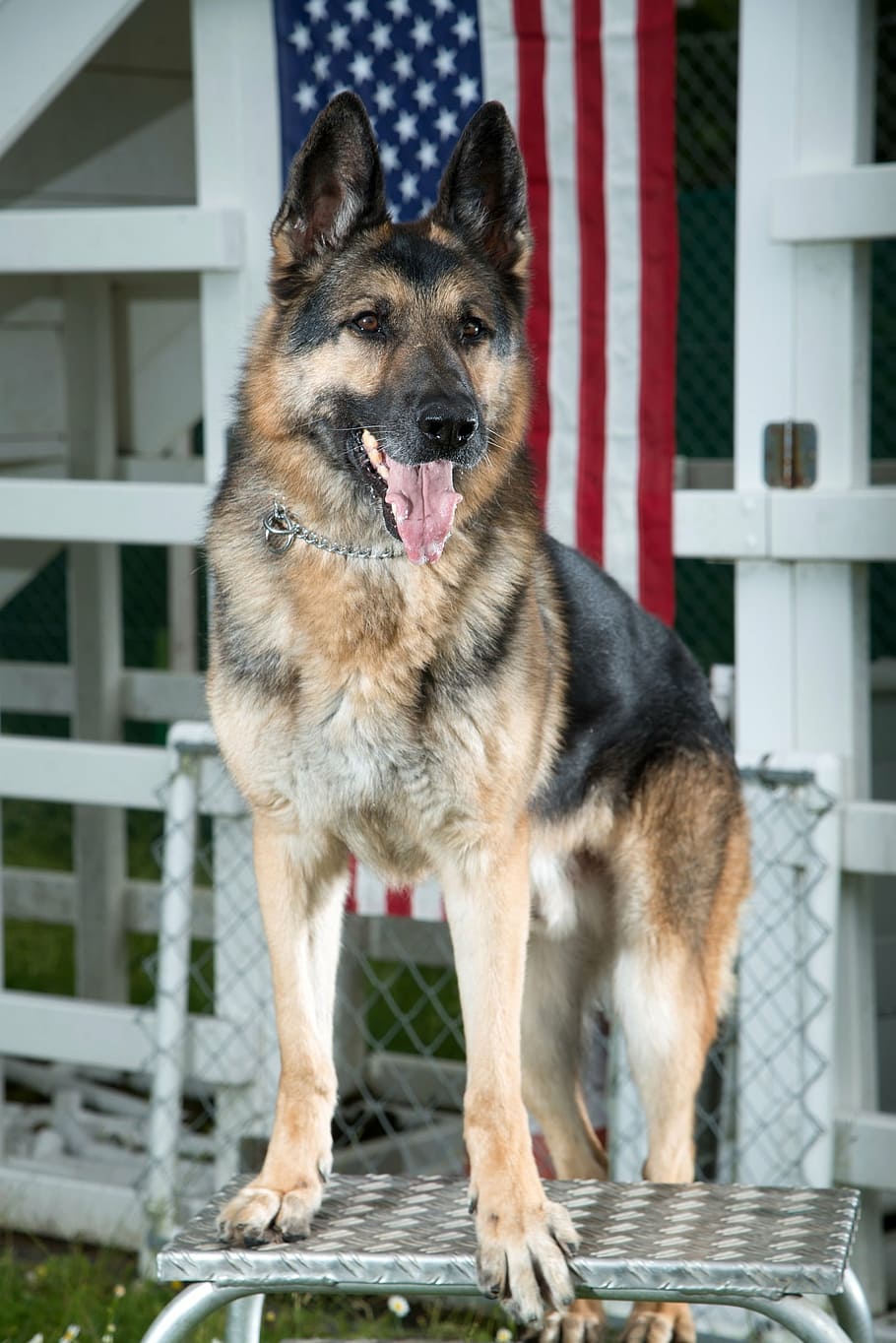 adult, brown, black, german shepherd, standing, silver table, dog, military, canine, portrait